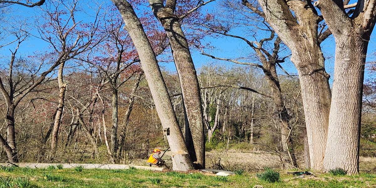 Commercial Tree Services