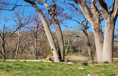 Commercial Tree Services