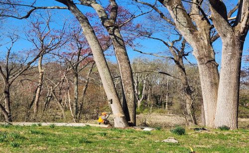 Commercial Tree Services