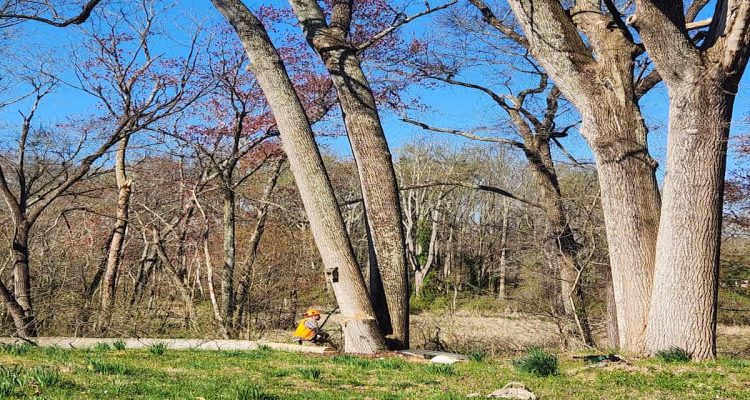 Commercial Tree Services