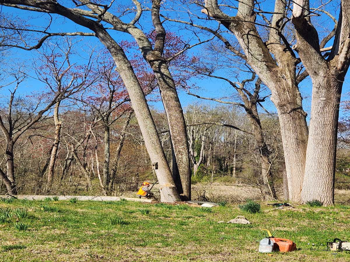 Commercial Tree Services