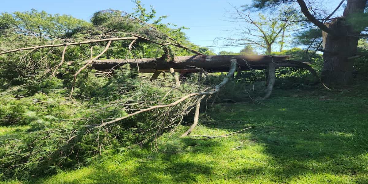 Emergency Storm Clean-Ups