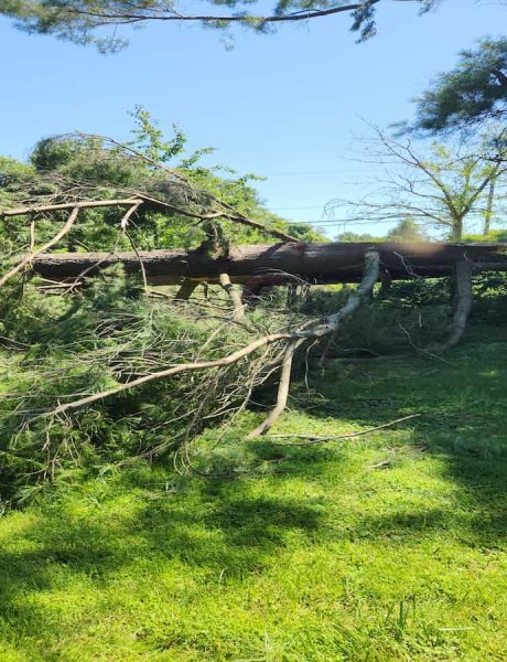Emergency Storm Clean-Ups
