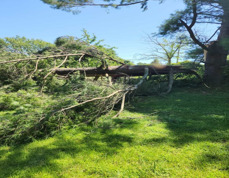 Emergency Storm Clean-Ups