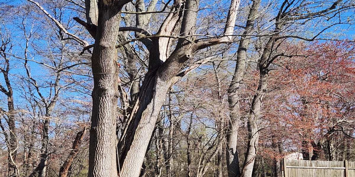 Emergency Tree Removal