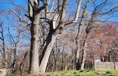 Emergency Tree Removal