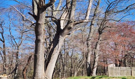 Emergency Tree Removal