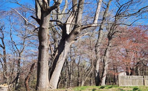 Emergency Tree Removal
