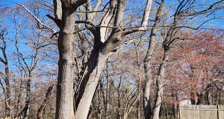 Emergency Tree Removal