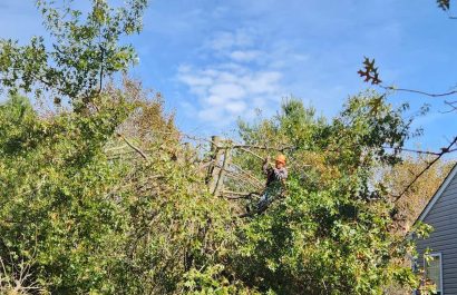 Emergency Tree Removal