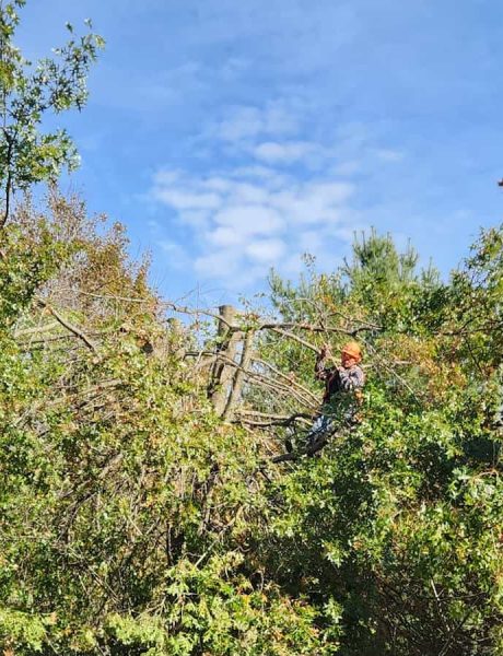Emergency Tree Removal