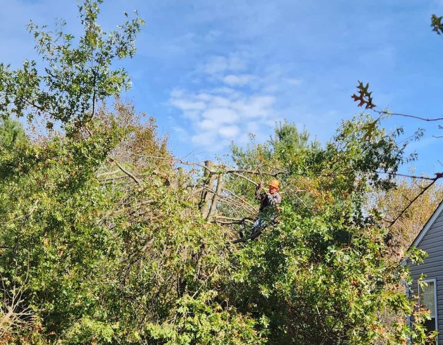 Emergency Tree Removal