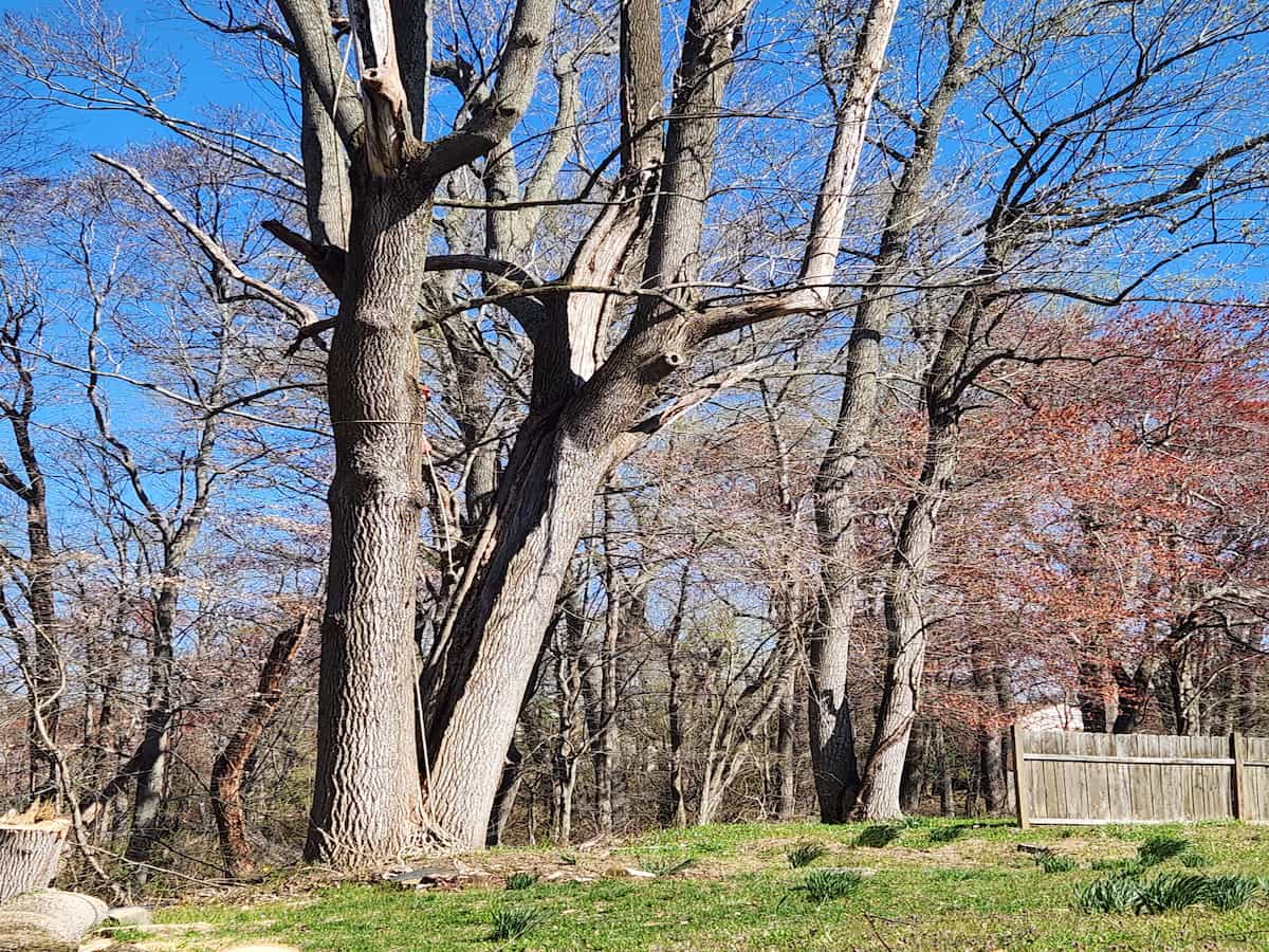 Emergency Tree Removal