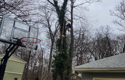 Residential Tree Services