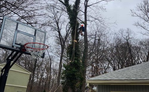 Residential Tree Services