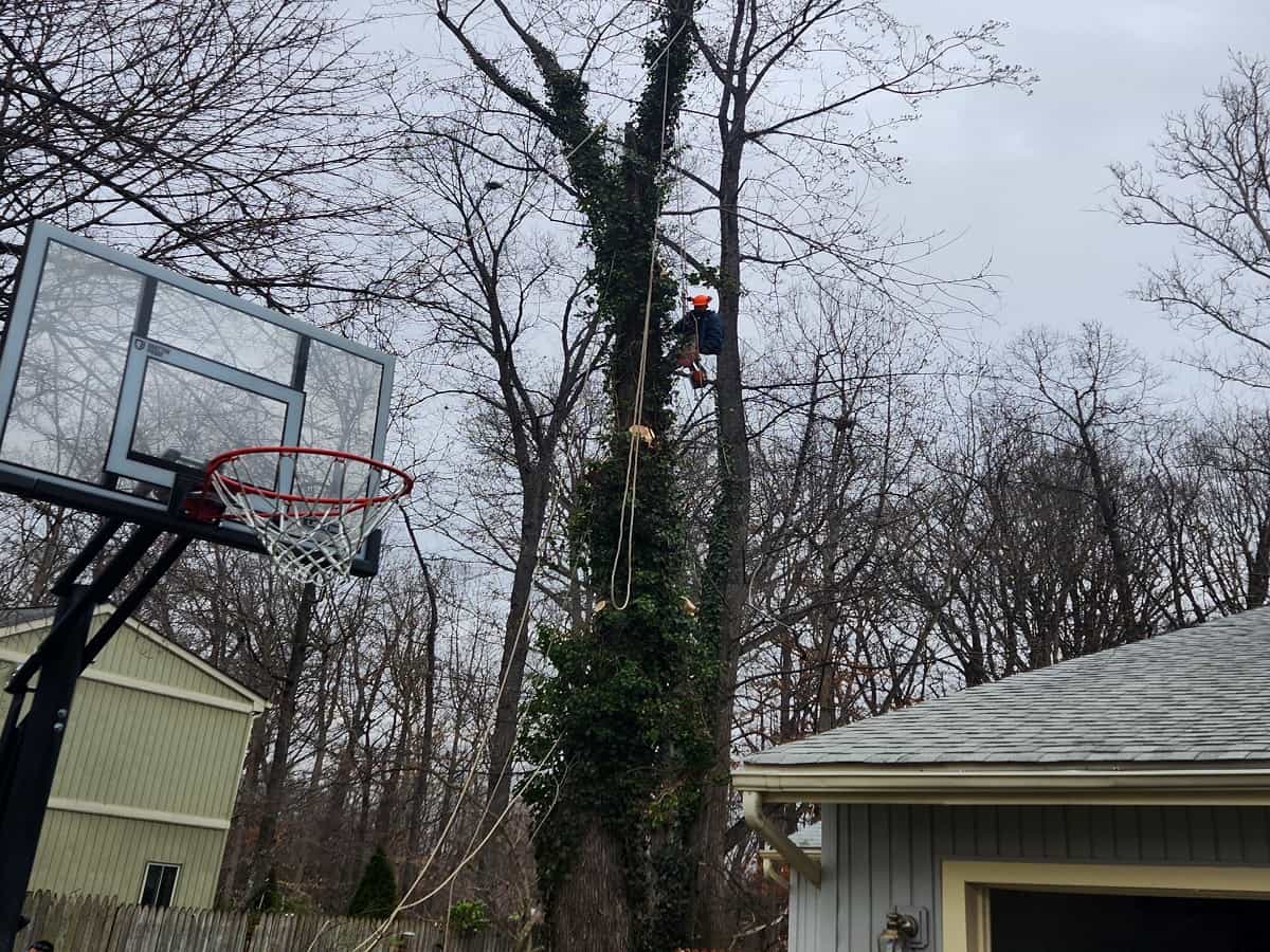Residential Tree Services