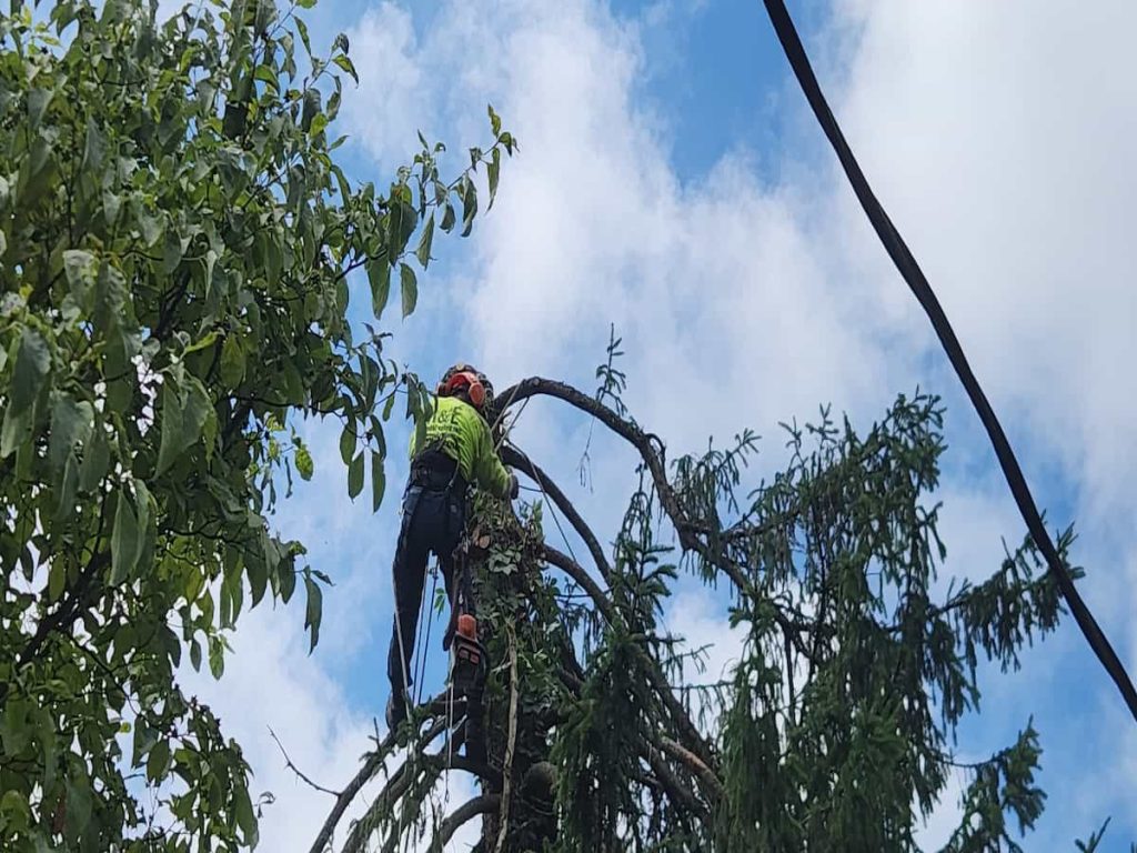 Tree Trimming