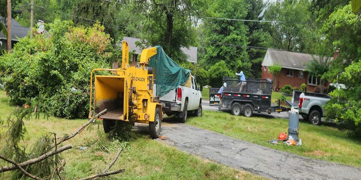 Wood Chipping & Disposal